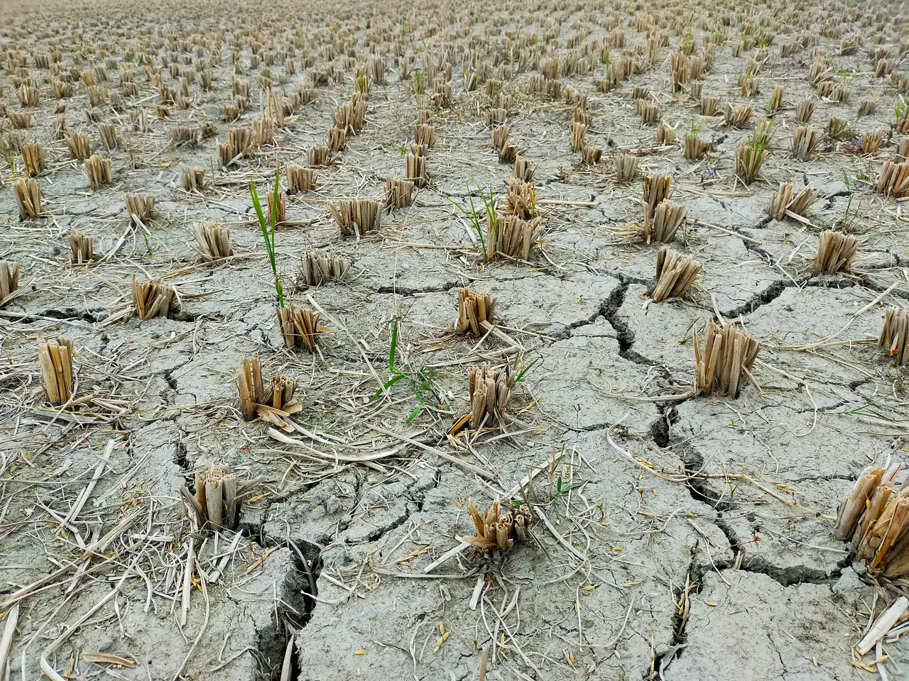 Dried soil with desiccation cracks