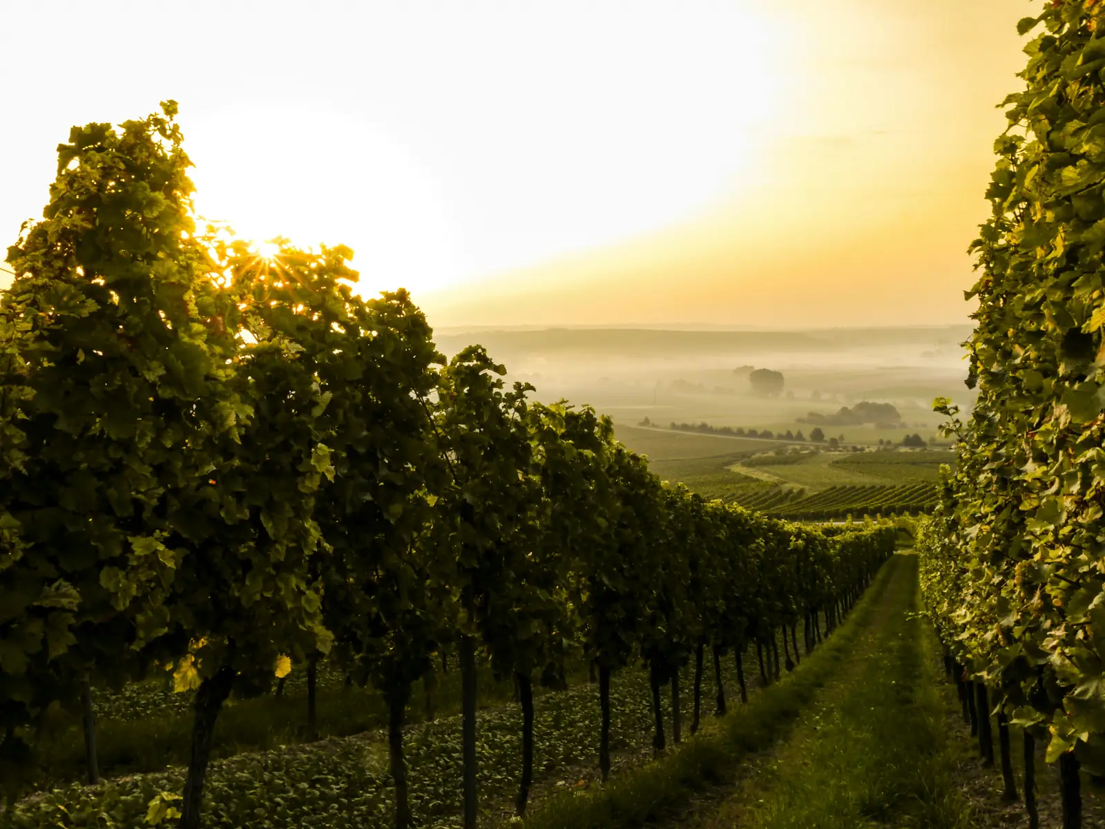 Vine rows at sunrise with ground fog