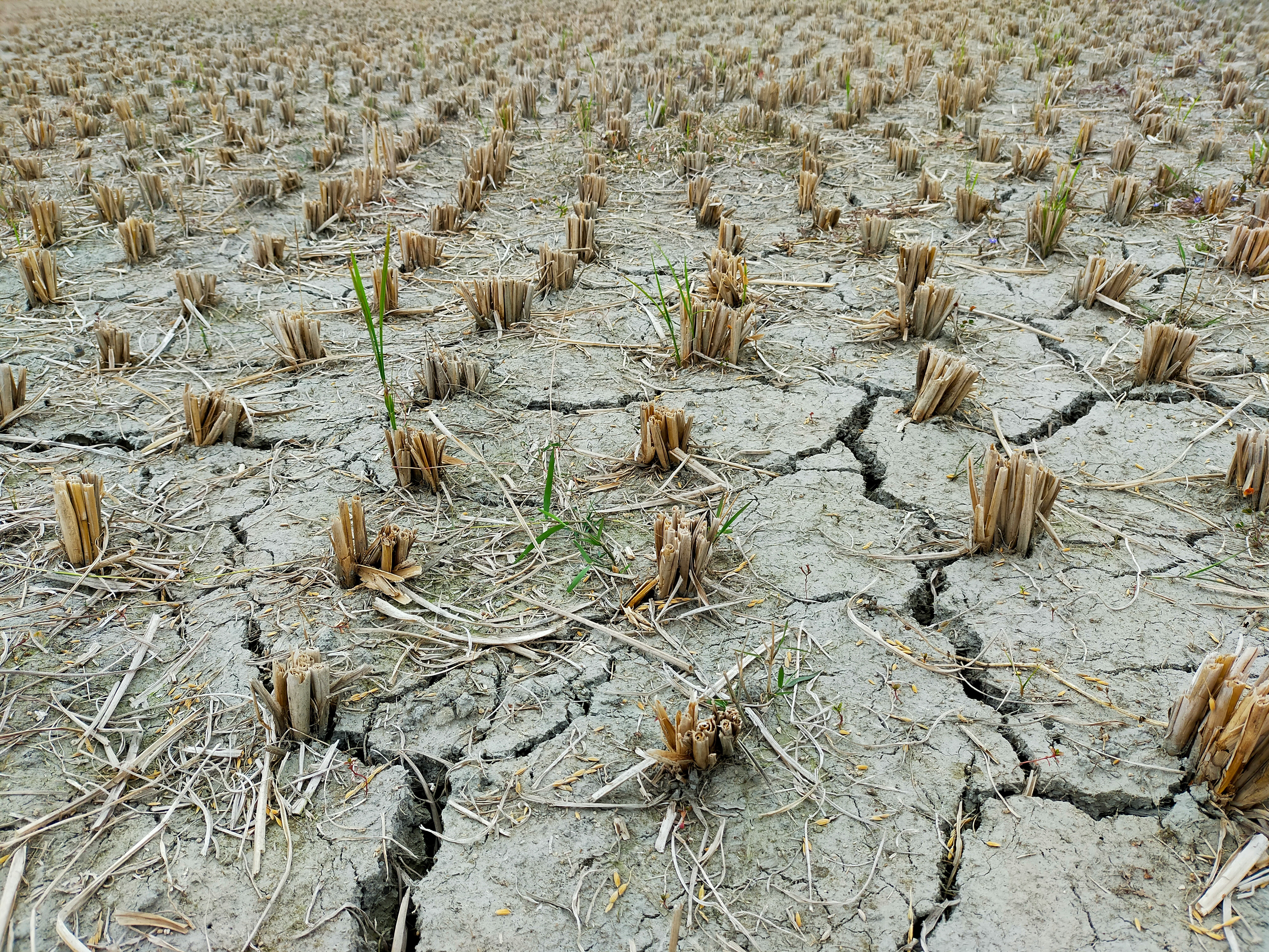 Dried soil with desiccation cracks