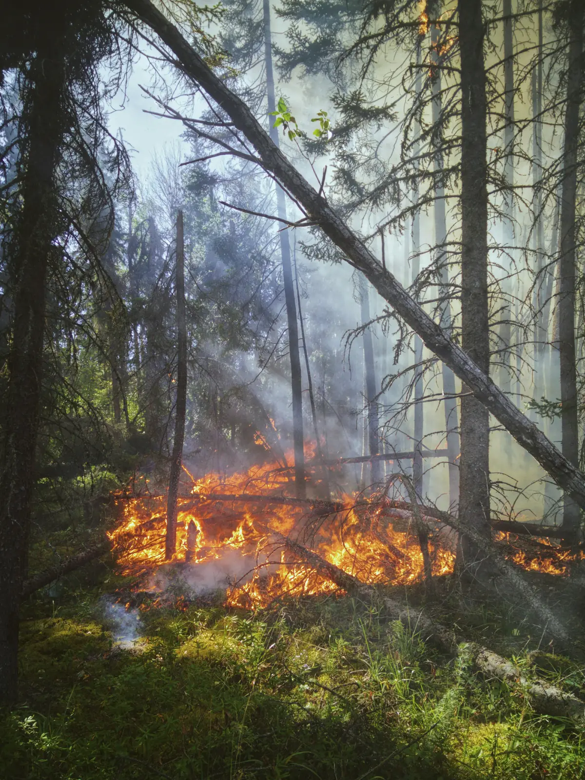 Surface fire in a pine stand close to the settlement edge