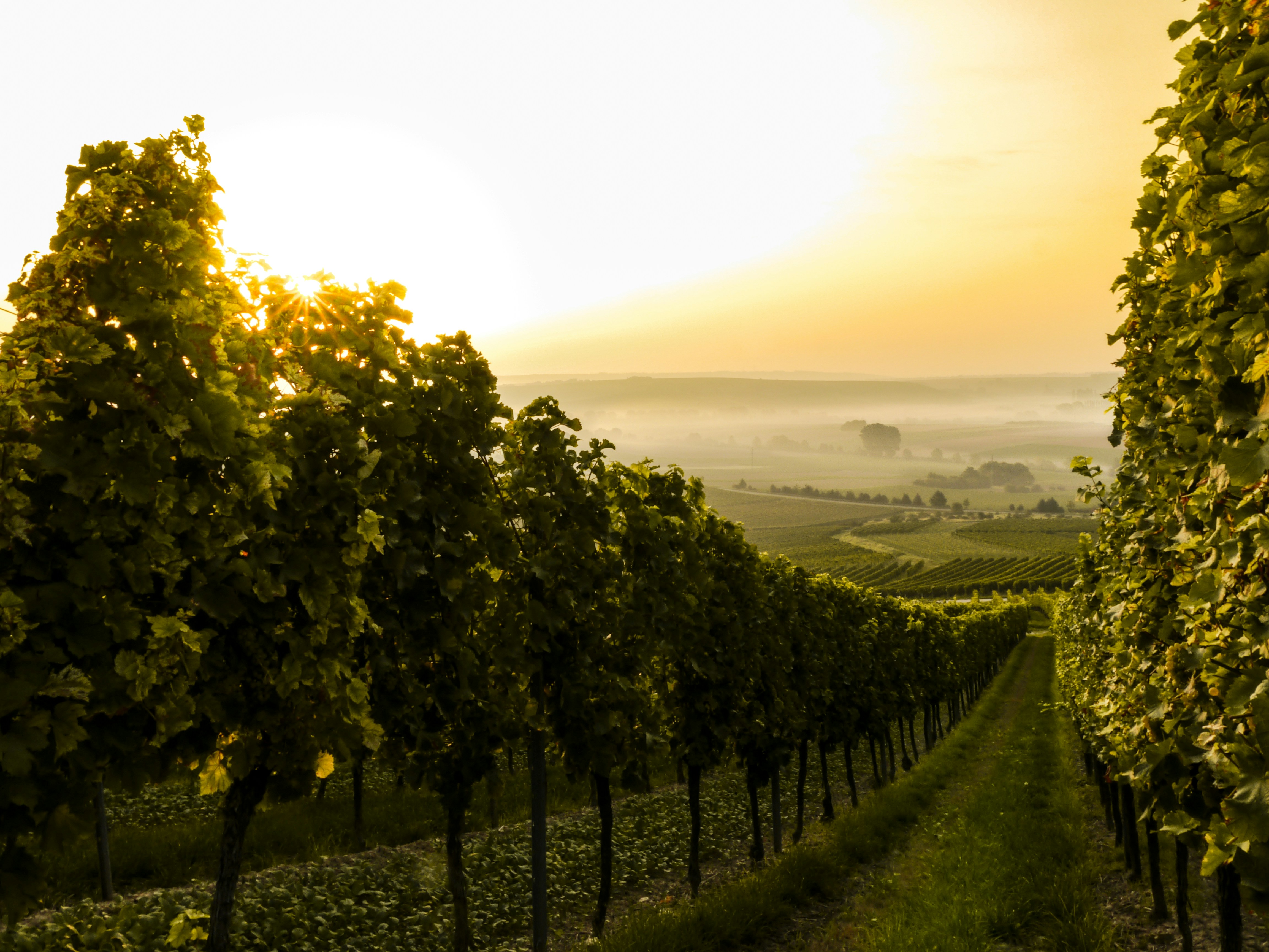 Vine rows at sunrise with ground fog