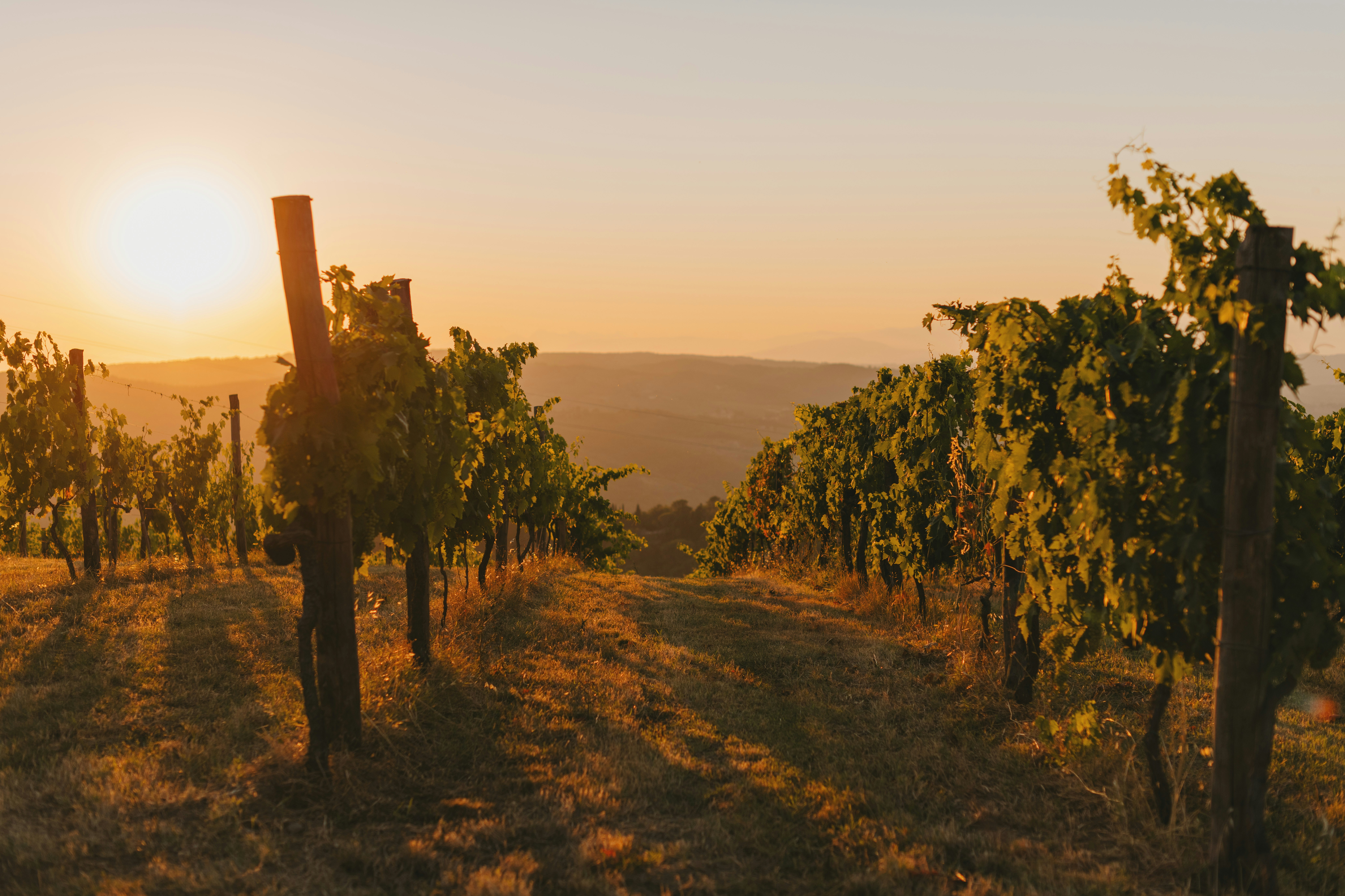 Vine rows in early morning light