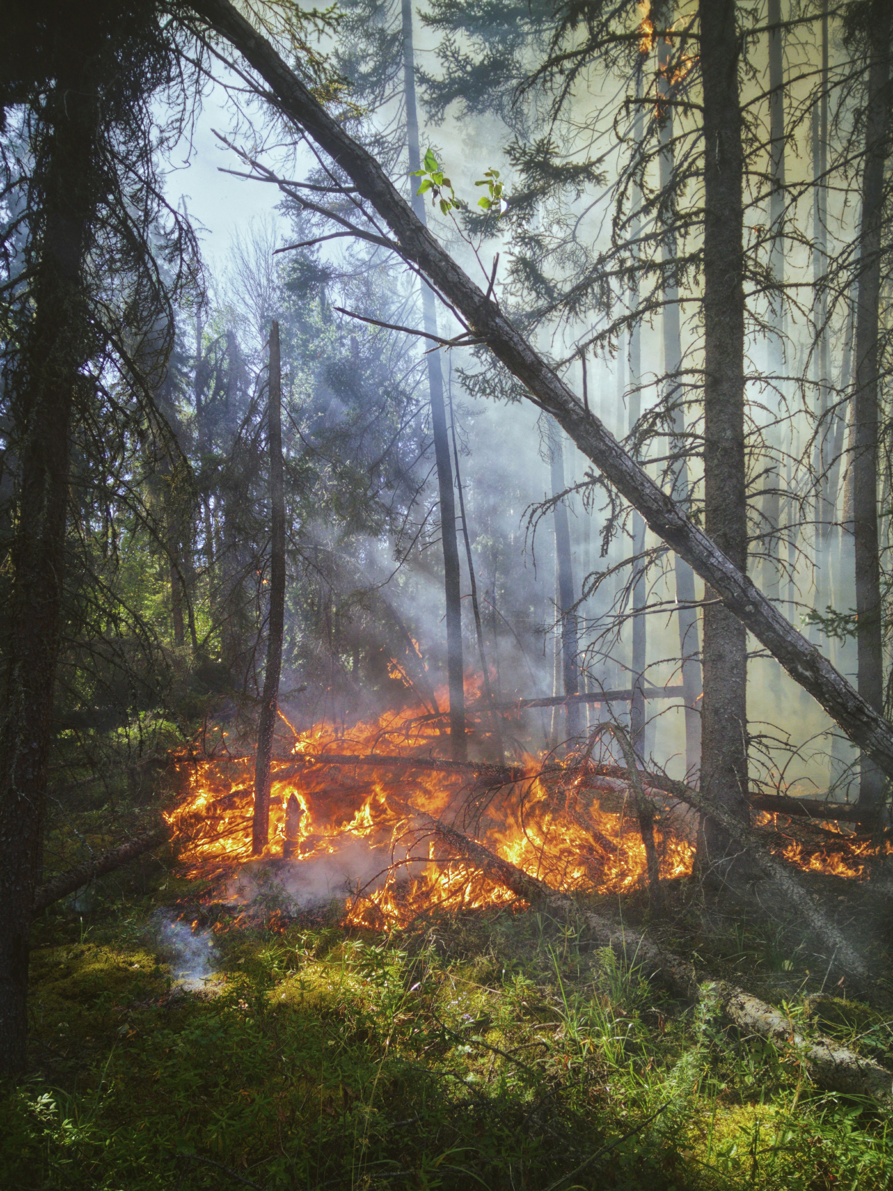 Surface fire in a pine stand close to the settlement edge