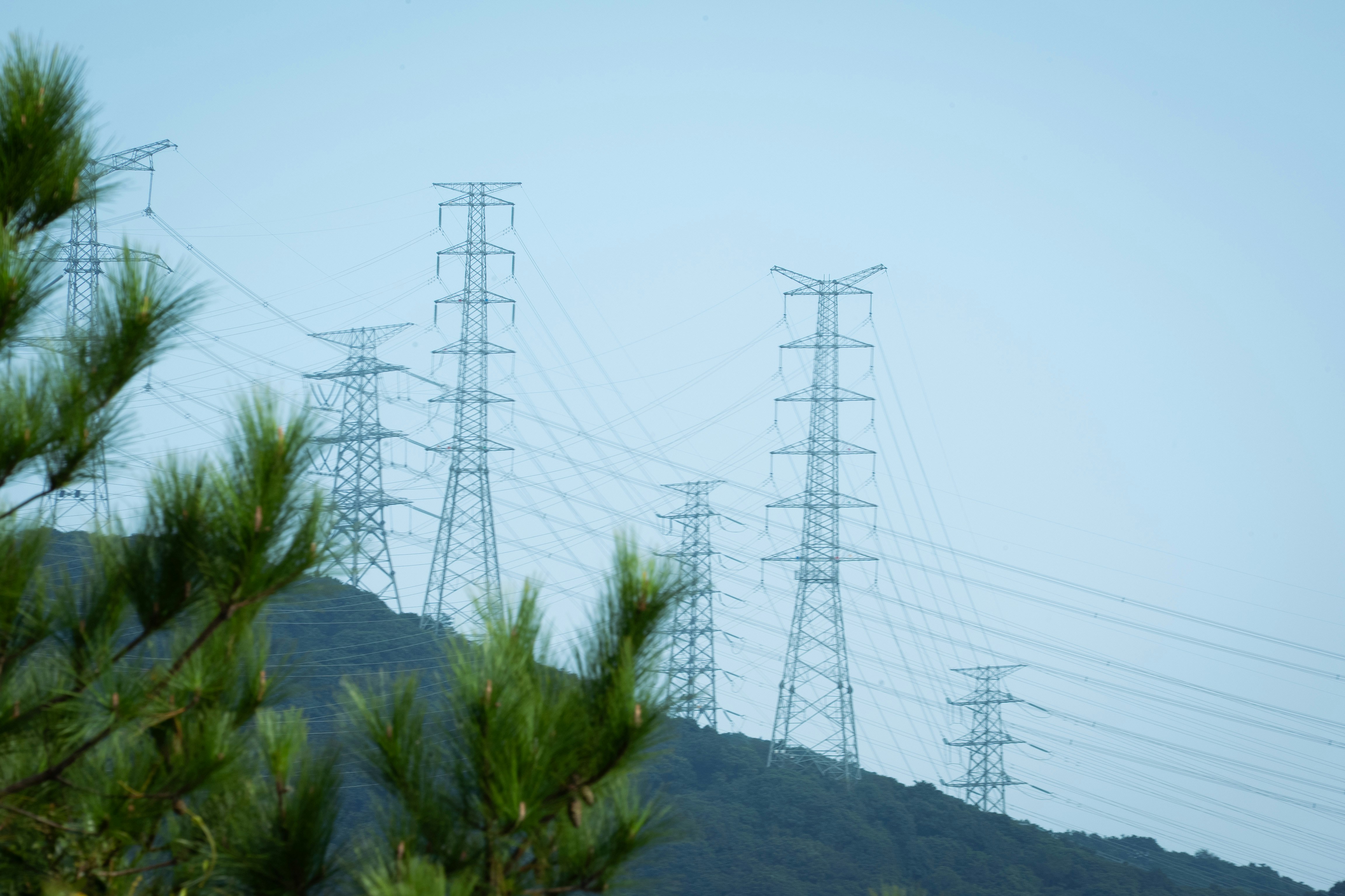 Overhead line crossing tree crowns along a corridor