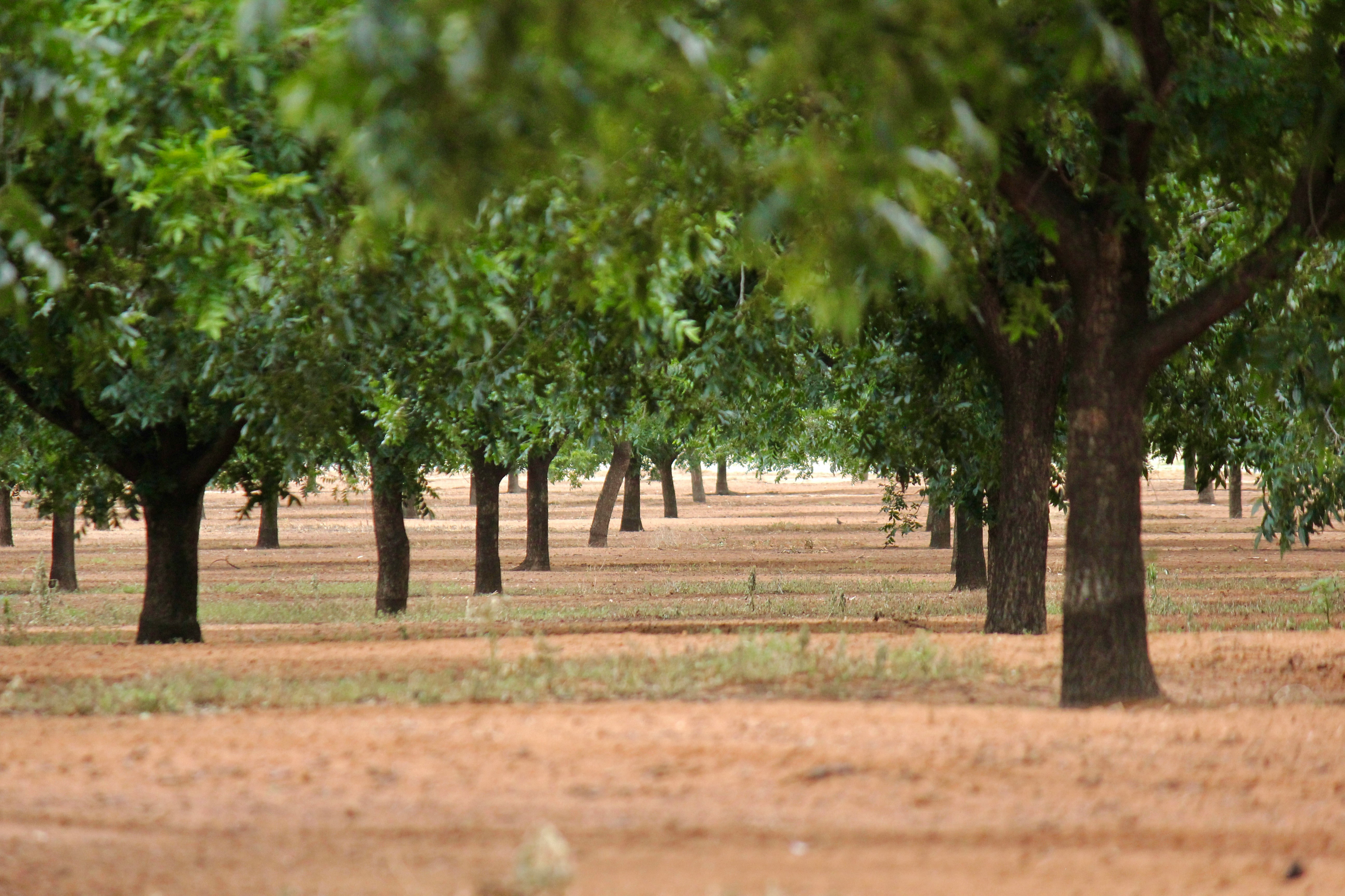 Nut orchard with open alleys