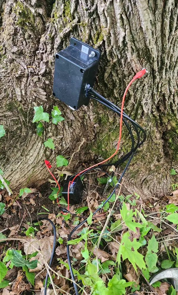 Prototype unit 11 on a rough-barked trunk among ivy, with a red electrode lead clipped to the bark
