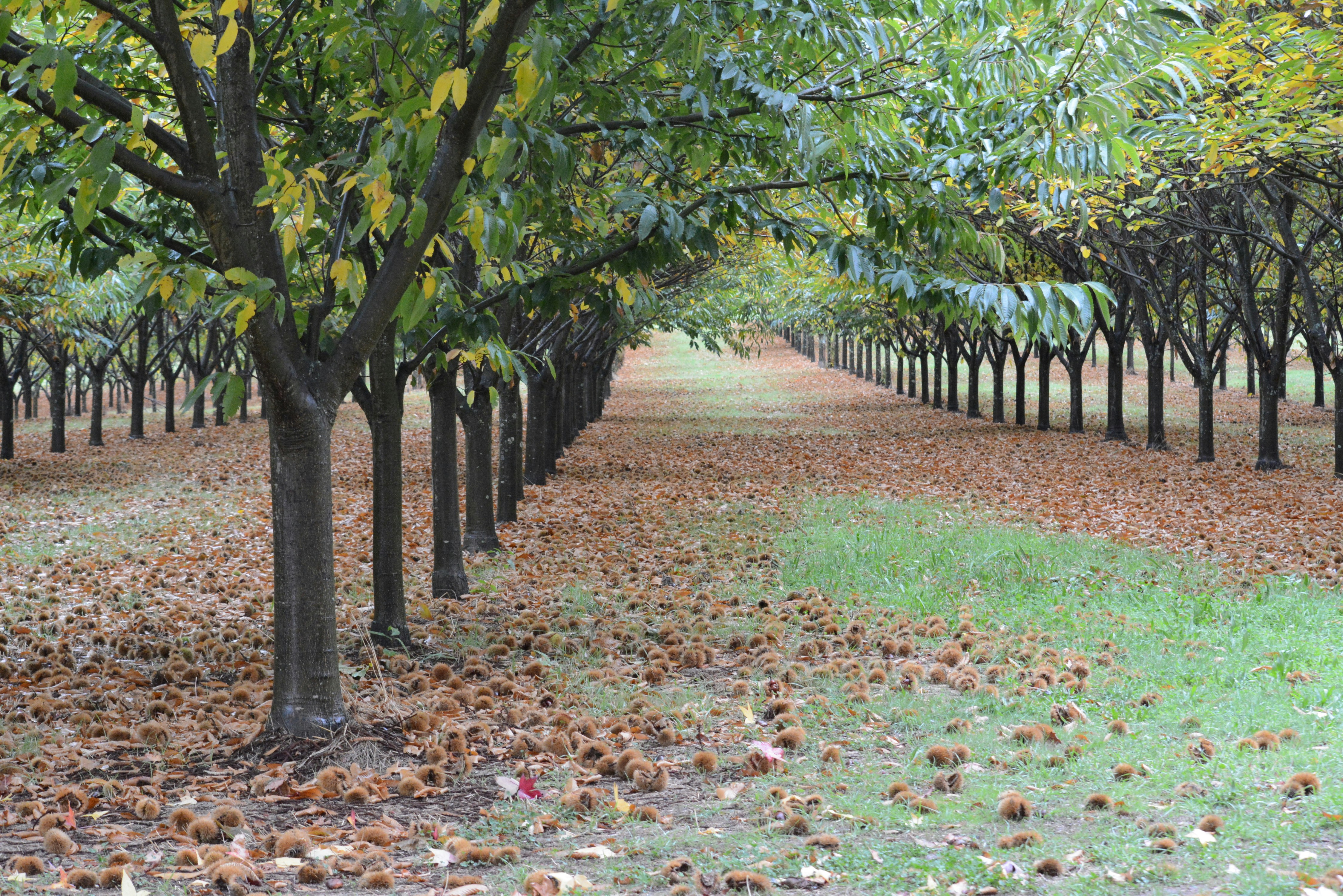 Orchard rows seen from above