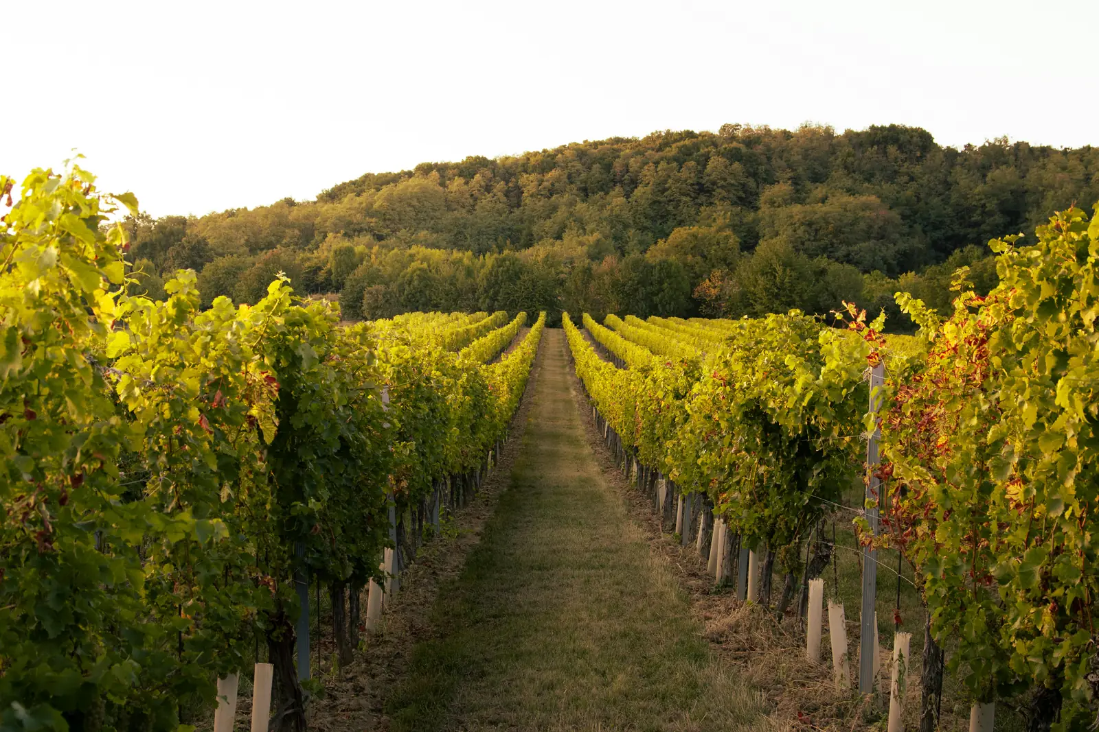 Vine rows on a hillside